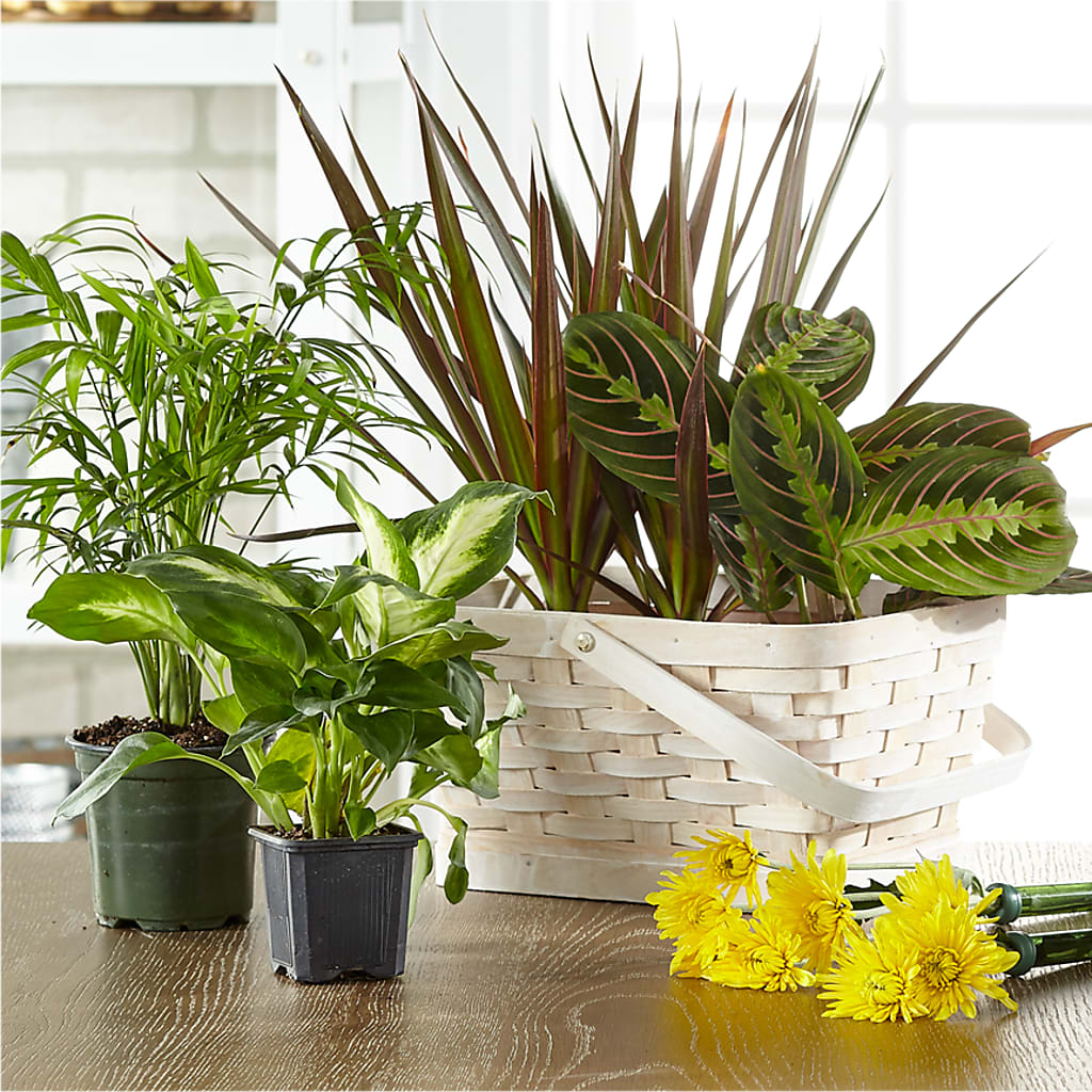 Florist Designed Blooming and Green Plants in a Basket – BLOOM FLOWERS & EVENT RENTALS, Corona CA