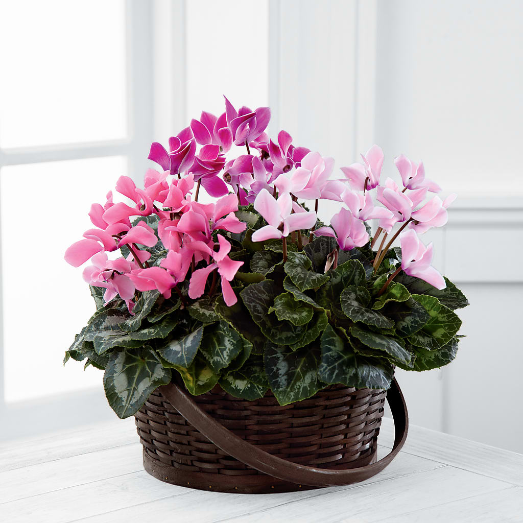 Mixed Cyclamen Planter – BLOOM FLOWERS & EVENT RENTALS, Corona CA