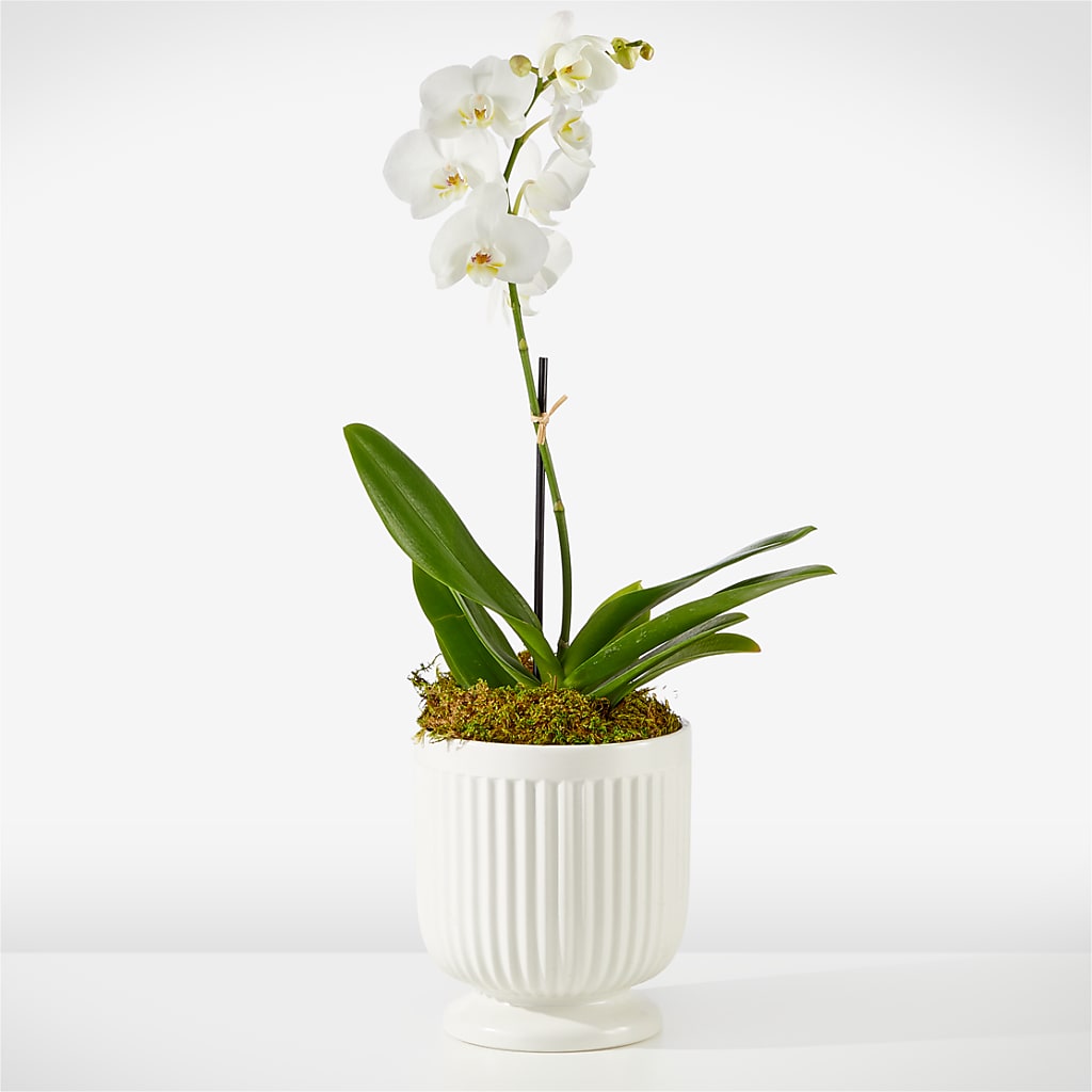 Whispering White Orchid – BLOOM FLOWERS & EVENT RENTALS, Corona CA