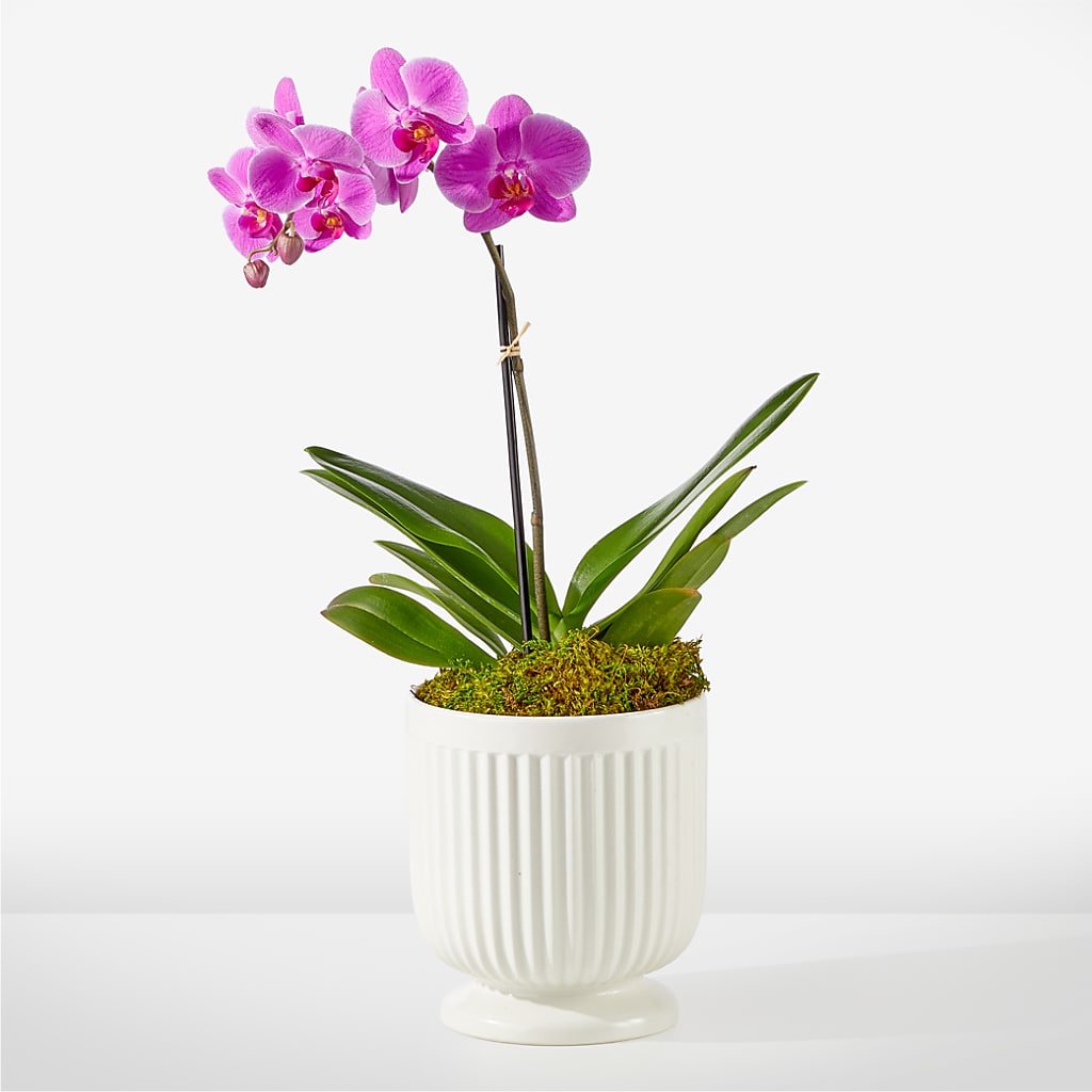 Friendly Fuchsia Orchid – BLOOM FLOWERS & EVENT RENTALS, Corona CA