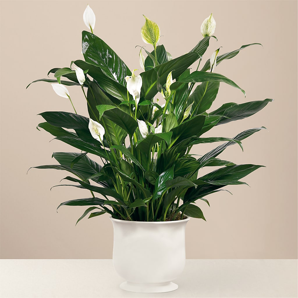 Comfort Planter – BLOOM FLOWERS & EVENT RENTALS, Corona CA