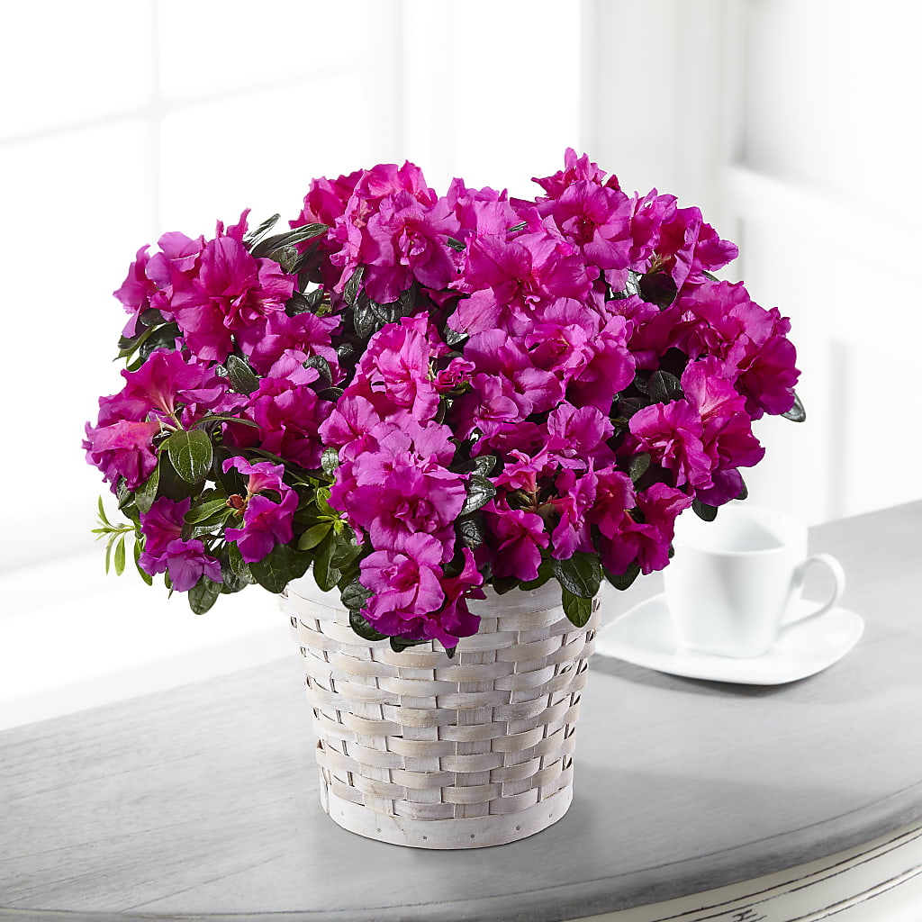 Hope & Serenity Azalea Plant – BLOOM FLOWERS & EVENT RENTALS, Corona CA