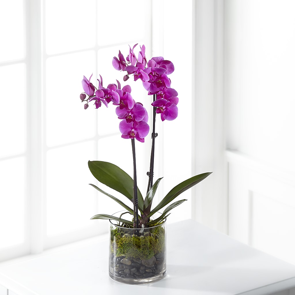 Pink Orchid Plant – BLOOM FLOWERS & EVENT RENTALS, Corona CA
