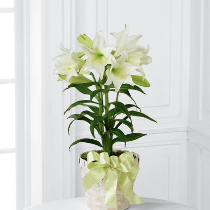 Easter Lily Plant – BLOOM FLOWERS & EVENT RENTALS, Corona CA