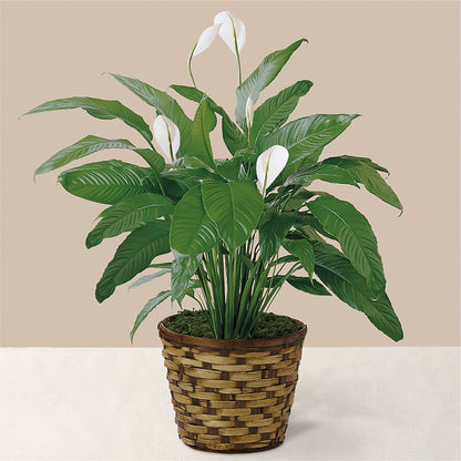 Tranquil Moments Peace Lily Plant – BLOOM FLOWERS & EVENT RENTALS, Corona CA