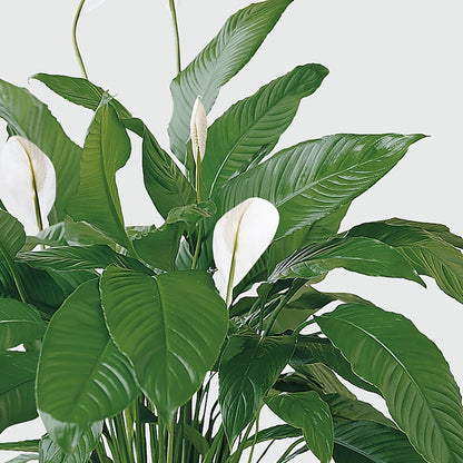 Tranquil Moments Peace Lily Plant – BLOOM FLOWERS & EVENT RENTALS, Corona CA