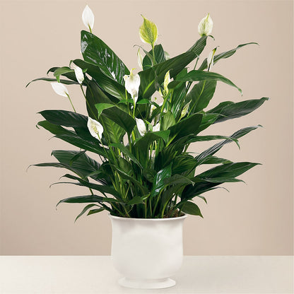 Comfort Planter – BLOOM FLOWERS & EVENT RENTALS, Corona CA