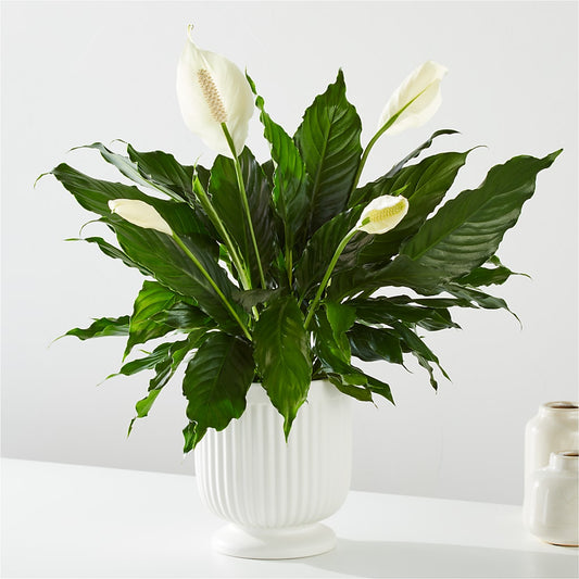 Comfort Planter – BLOOM FLOWERS & EVENT RENTALS, Corona CA
