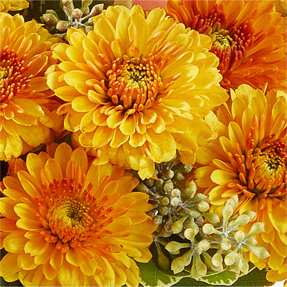 Peachy Pumpkin – BLOOM FLOWERS & EVENT RENTALS, Corona CA