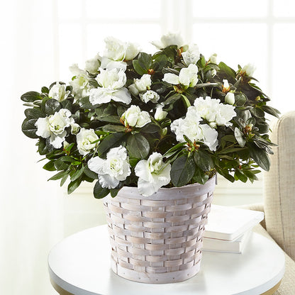 White Azalea Plant – BLOOM FLOWERS & EVENT RENTALS, Corona CA