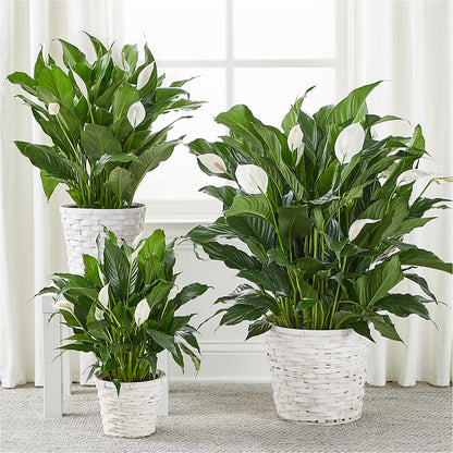 A New Leaf Peace Lily – BLOOM FLOWERS & EVENT RENTALS, Corona CA